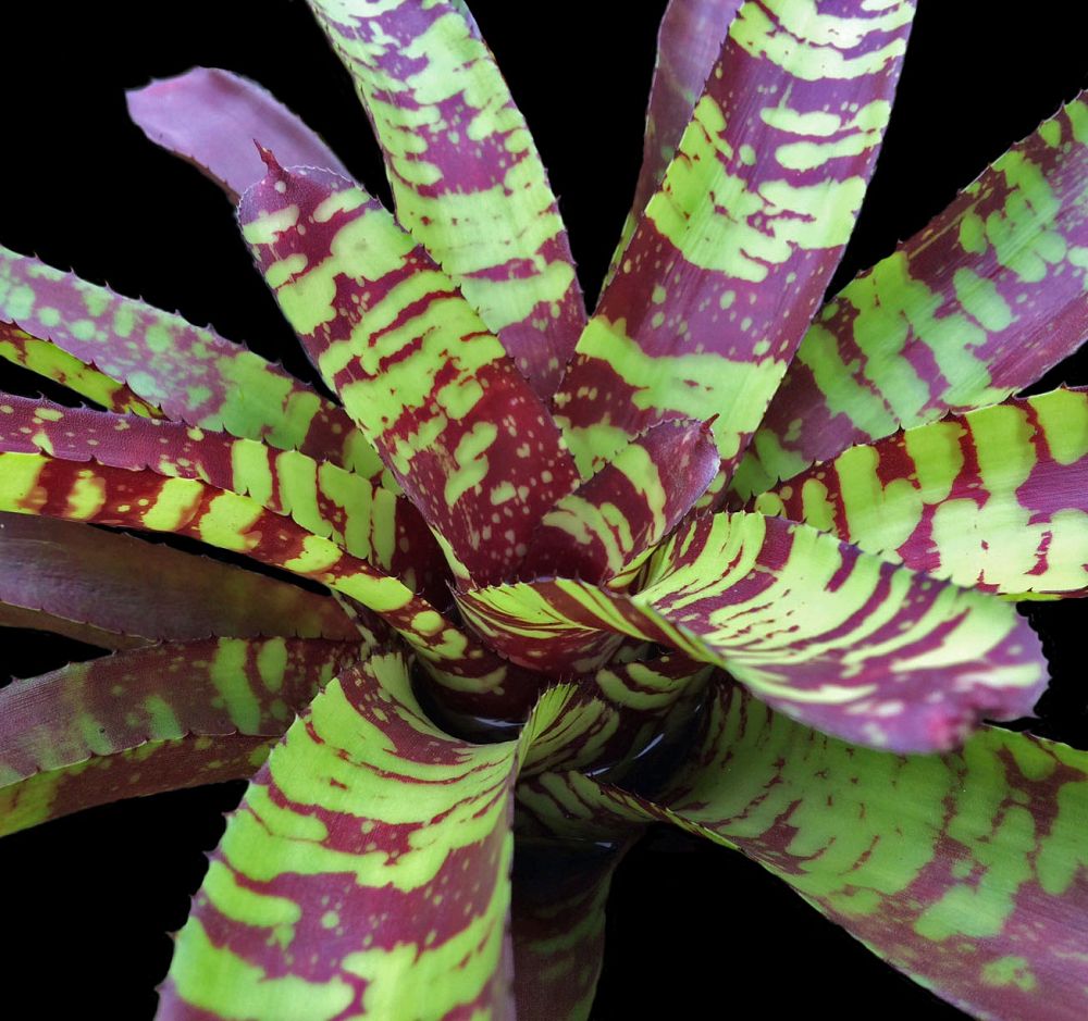 neoregelia-guacamole-bromeliad