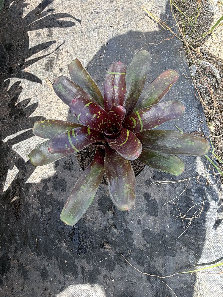 neoregelia-guacamole-bromeliad