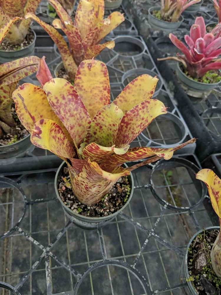 neoregelia-guttata-bromeliad