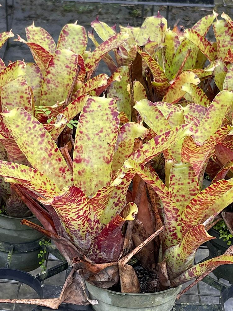 neoregelia-guttata-bromeliad