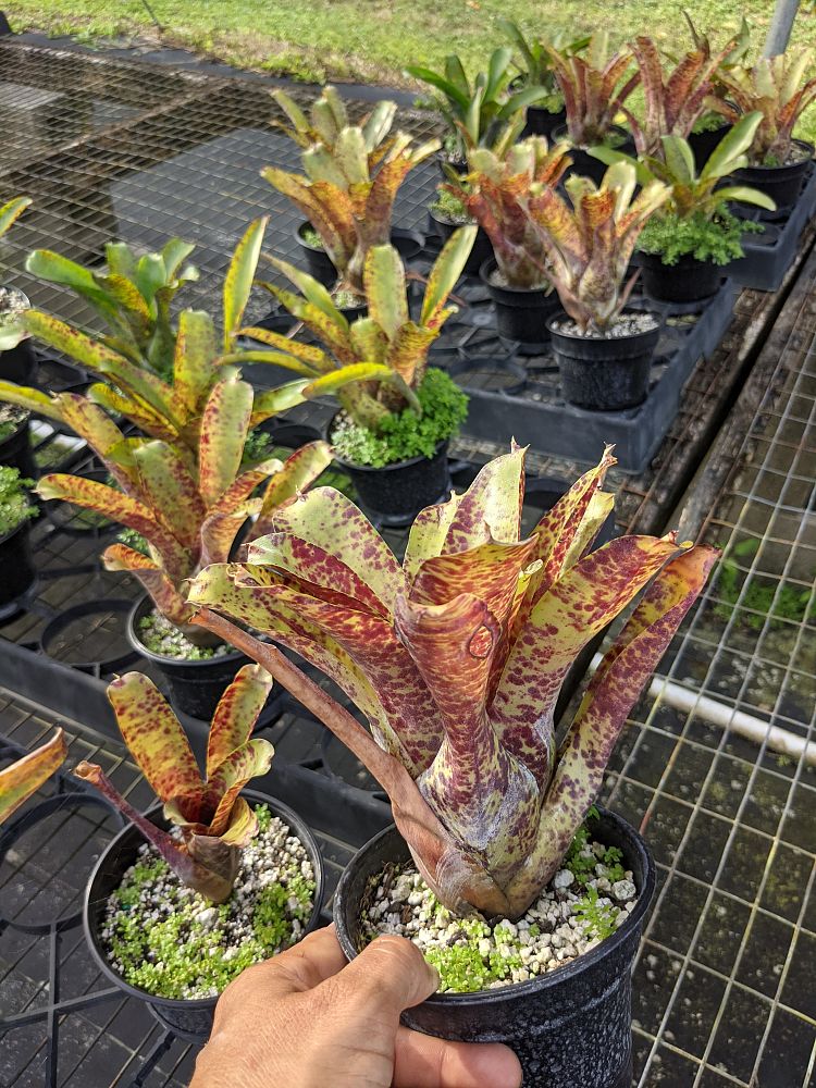 neoregelia-guttata-bromeliad