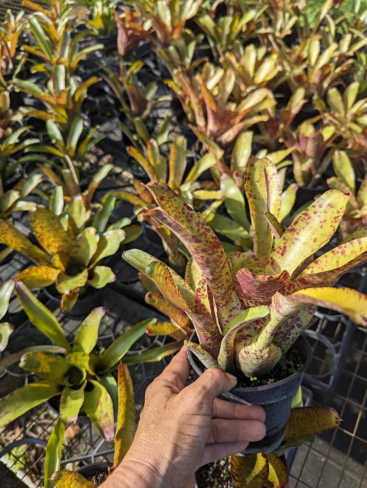 neoregelia-guttata-bromeliad