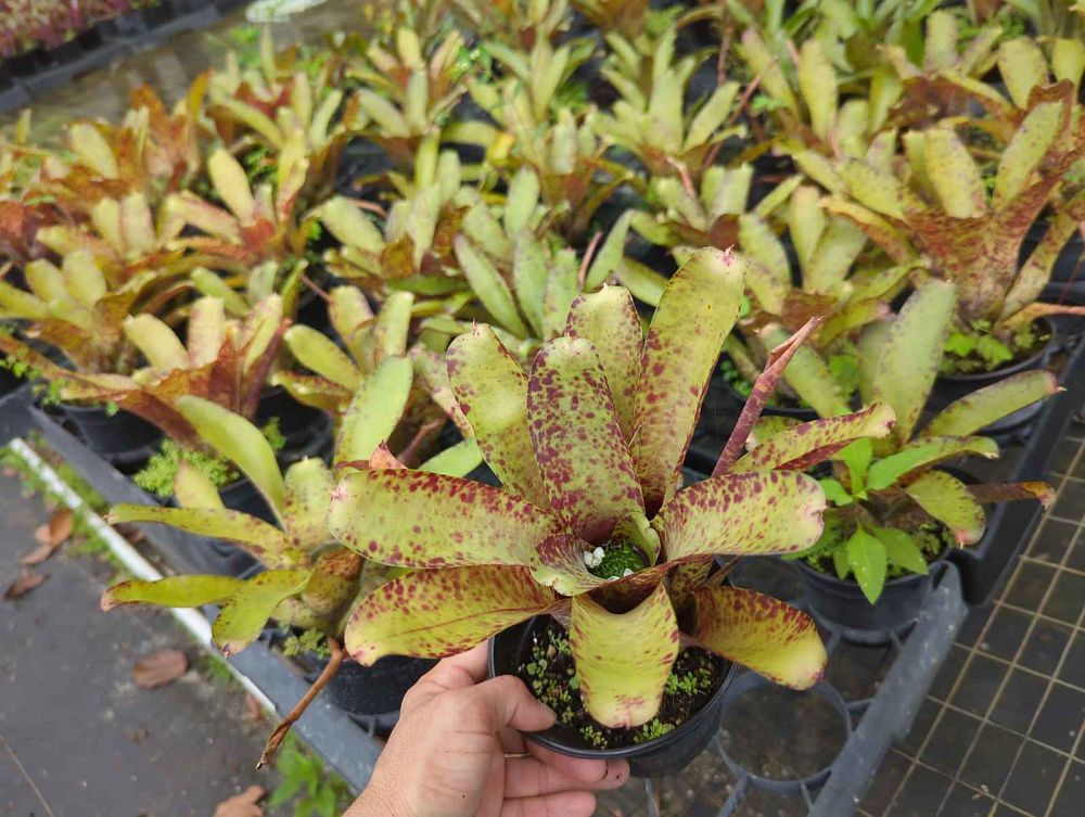neoregelia-guttata-bromeliad