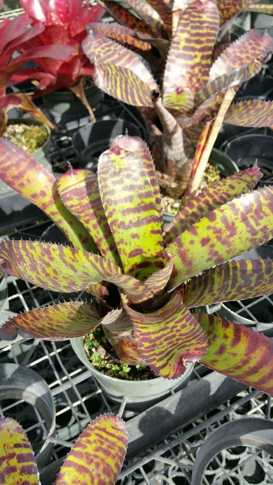 neoregelia-hannibal-lector-bromeliad