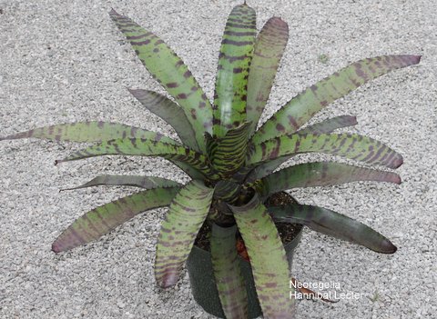 neoregelia-hannibal-lector-bromeliad