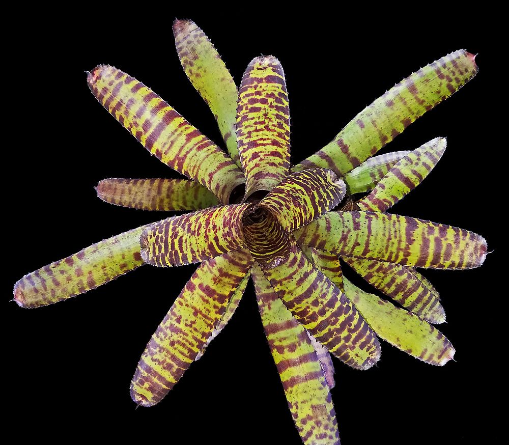 neoregelia-hannibal-lector-bromeliad