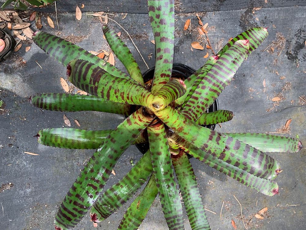 neoregelia-hannibal-lector-bromeliad