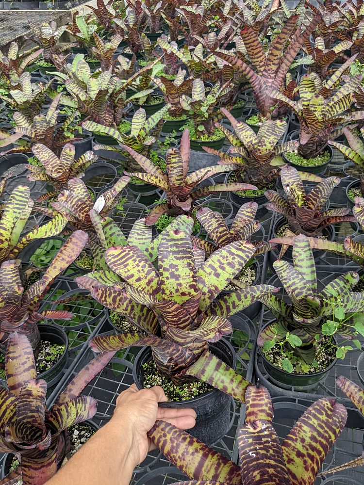 neoregelia-hannibal-lector-bromeliad