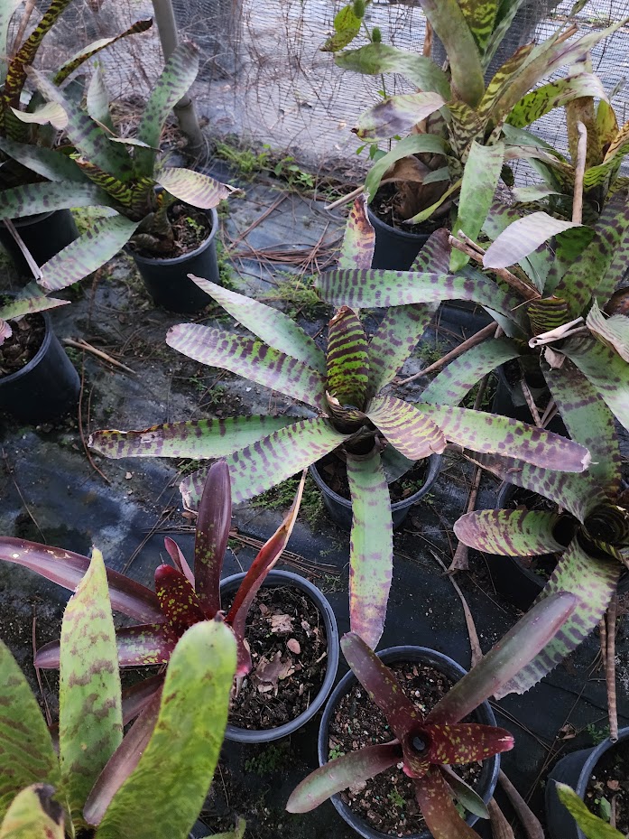 neoregelia-hannibal-lector-bromeliad