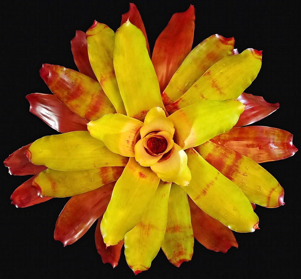neoregelia-hawaii-bromeliad