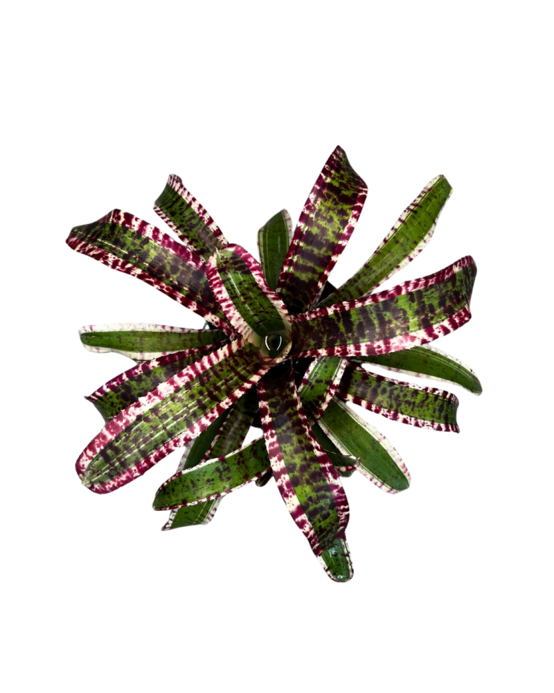 neoregelia-hypnotic-bromeliad