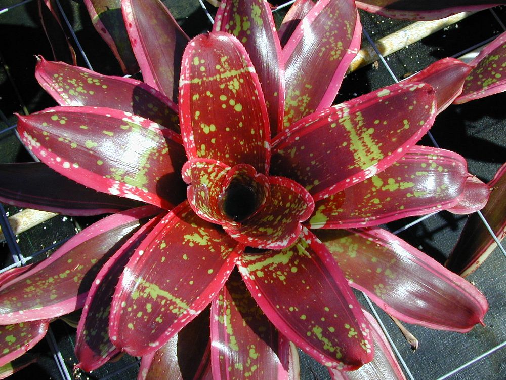 neoregelia-jeannie-bromeliad