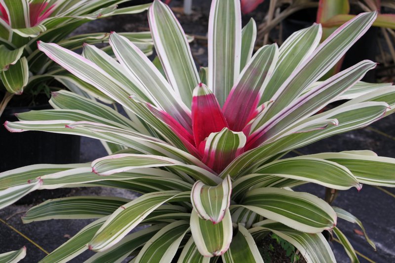 neoregelia-jeffrey-block-bromeliad