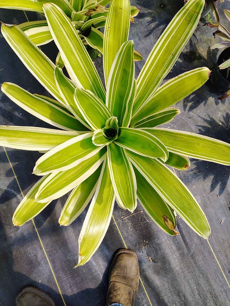 neoregelia-jeffrey-block-bromeliad