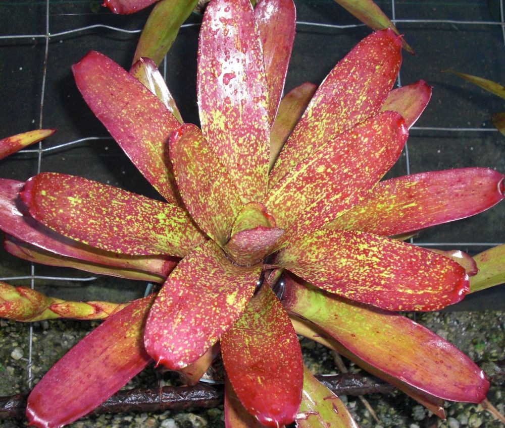 neoregelia-jill-bromeliad