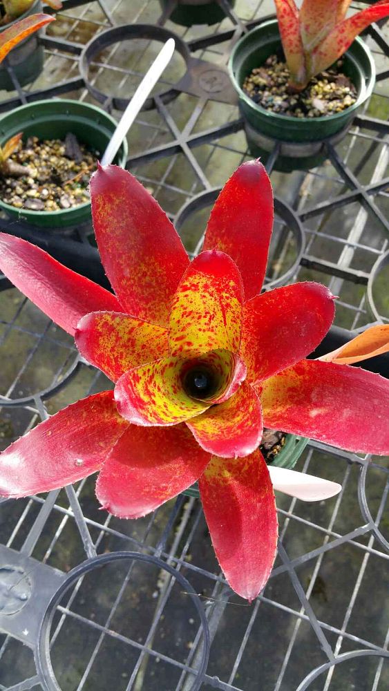neoregelia-jim-pearce-bromeliad