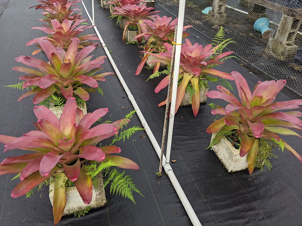 neoregelia-johannis-bromeliad