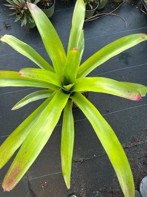 neoregelia-johannis-bromeliad