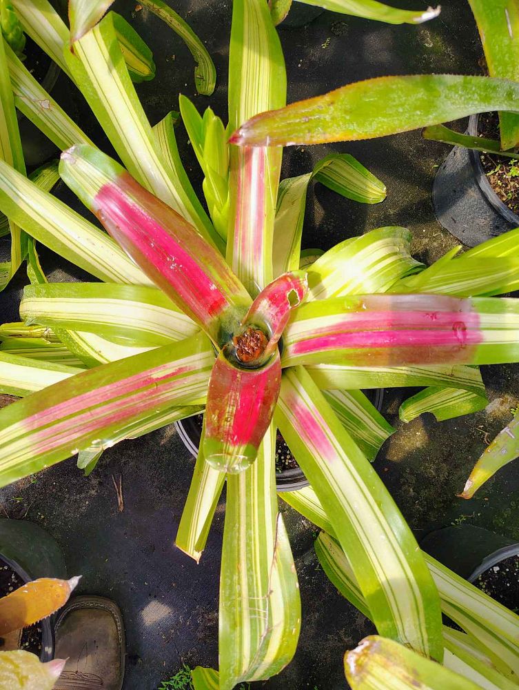 neoregelia-johannis-bromeliad