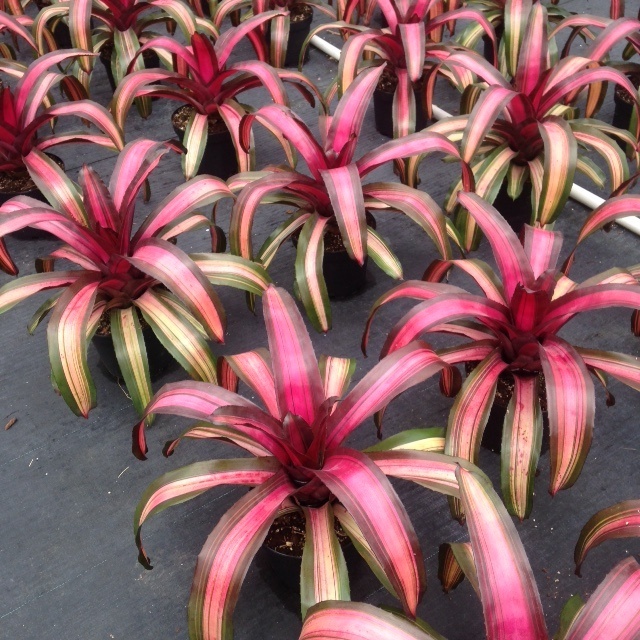 neoregelia-julia-bromeliad