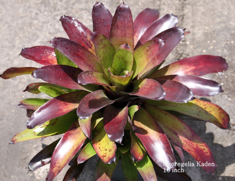 neoregelia-kaden-bromeliad