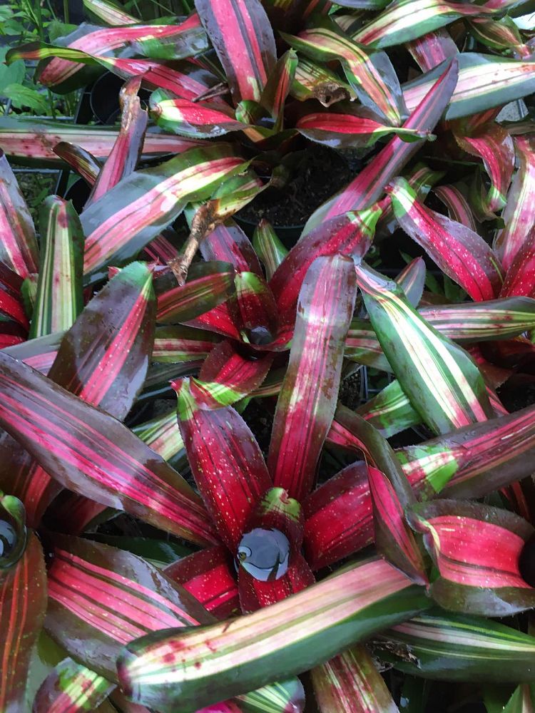 neoregelia-kahala-dawn-bromeliad