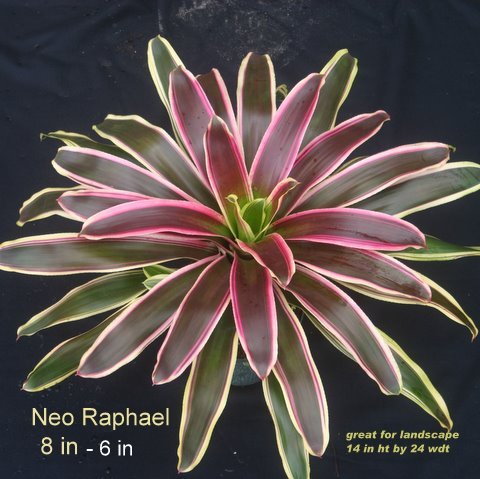 neoregelia-laevis-rafael-bromeliad