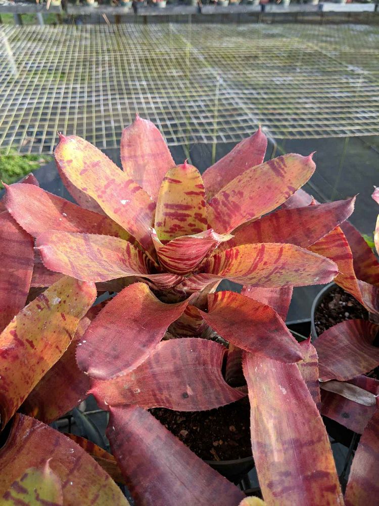 neoregelia-lambert-s-pride-bromeliad