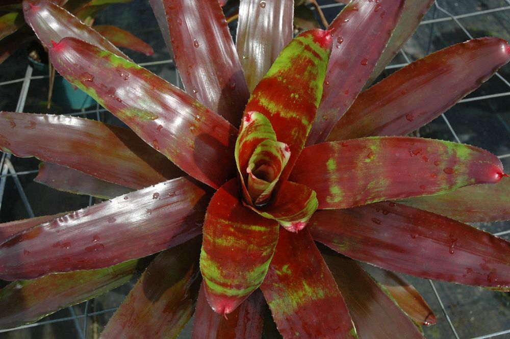 neoregelia-lambert-s-pride-bromeliad