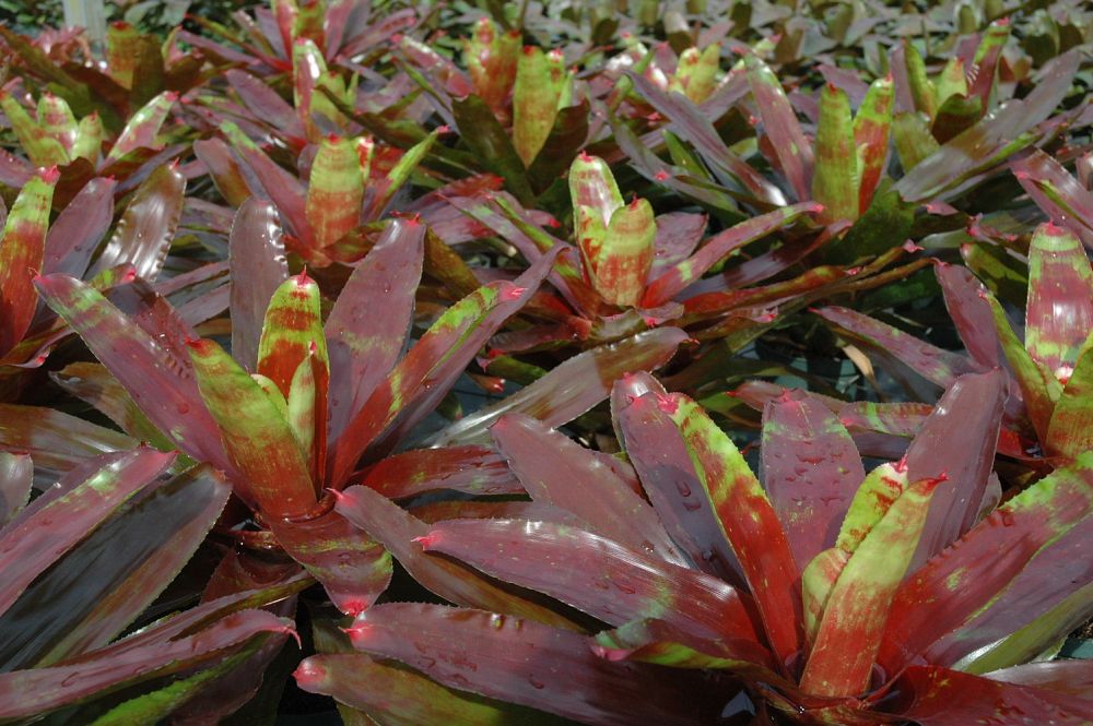 neoregelia-lambert-s-pride-bromeliad