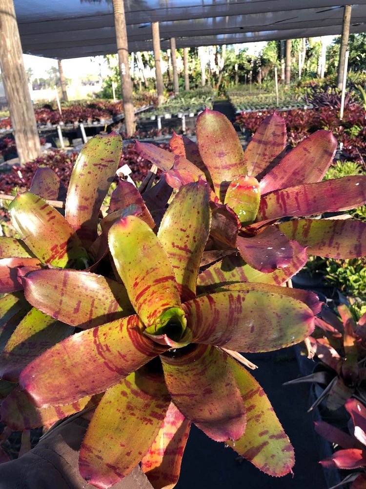 neoregelia-lambert-s-pride-bromeliad