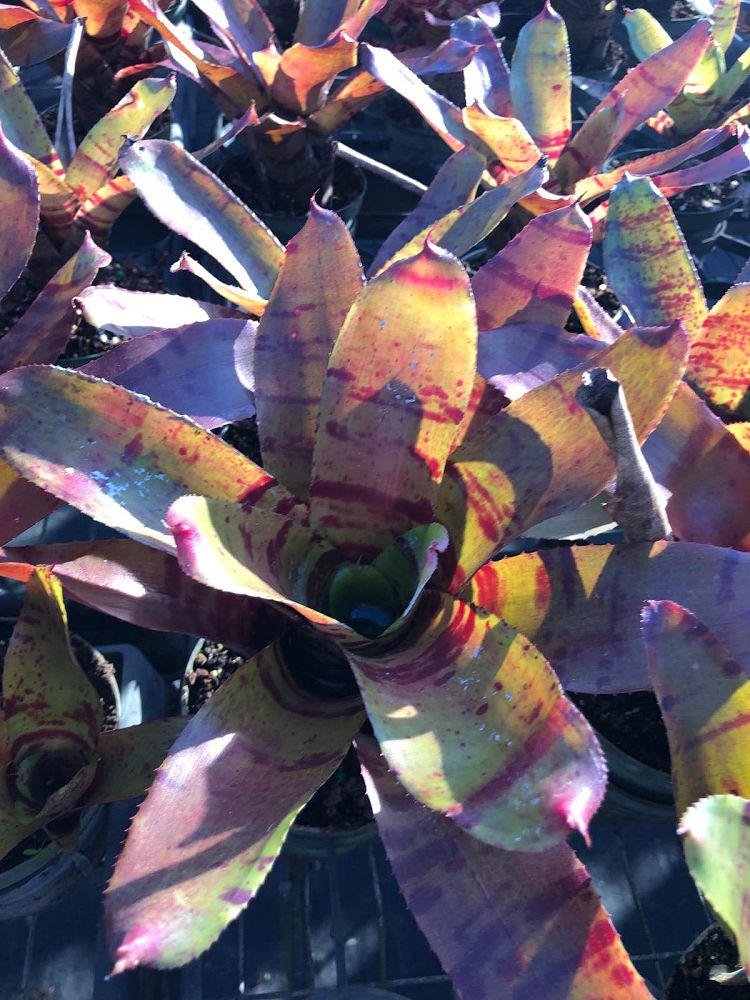 neoregelia-lambert-s-pride-bromeliad