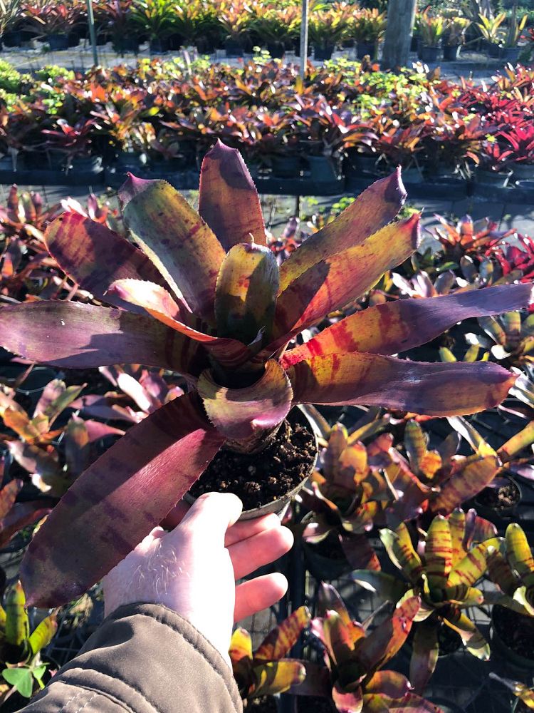 neoregelia-lambert-s-pride-bromeliad