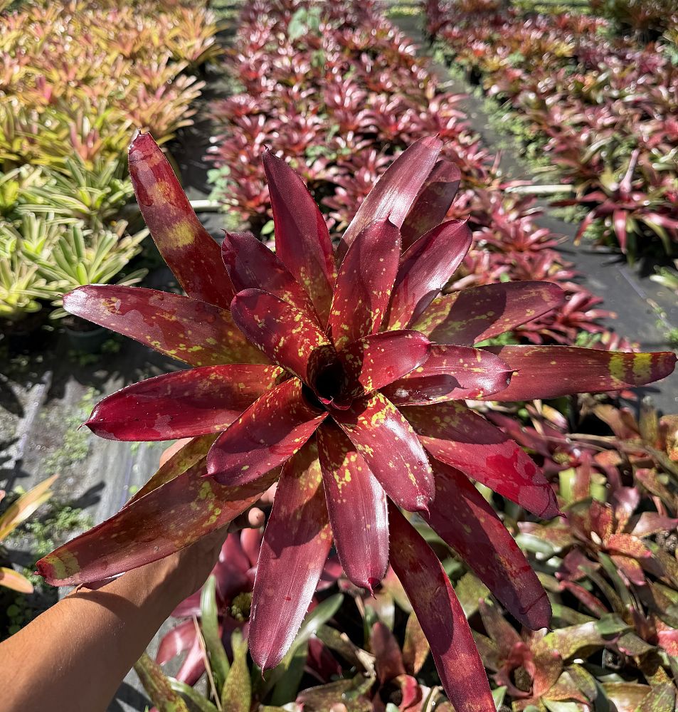 neoregelia-lambert-s-pride-bromeliad