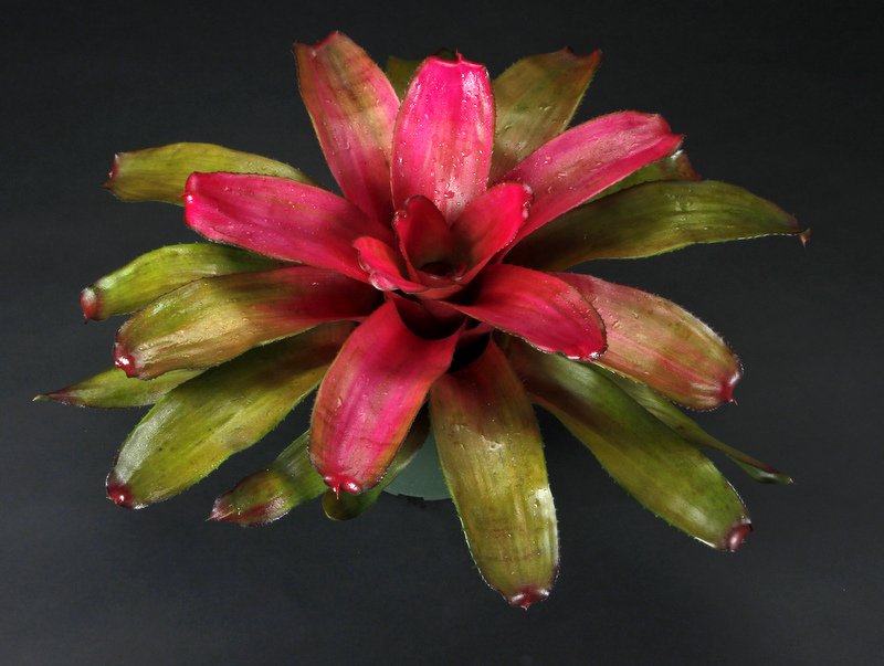 neoregelia-lila-bromeliad