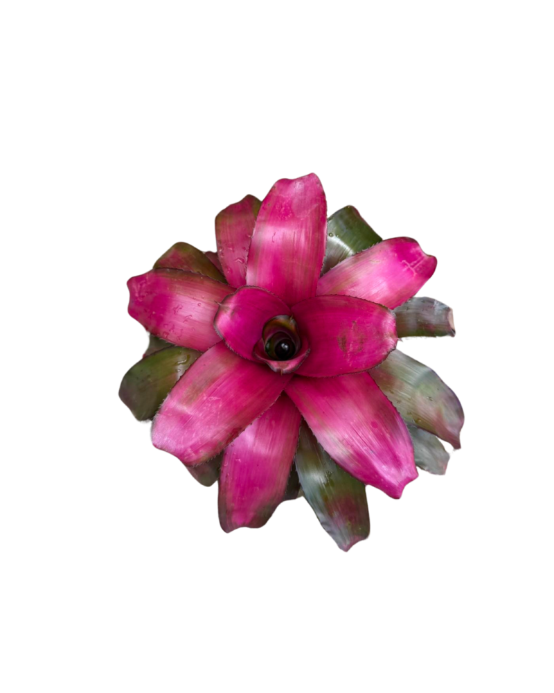 neoregelia-lila-bromeliad