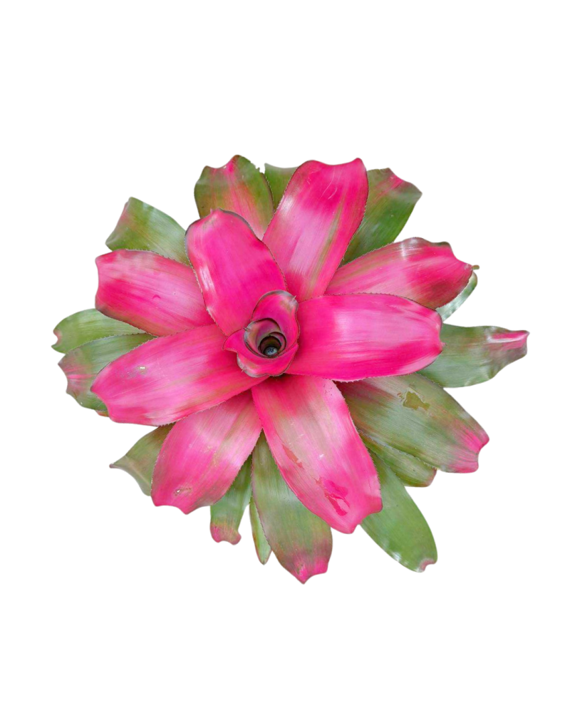 neoregelia-lila-bromeliad