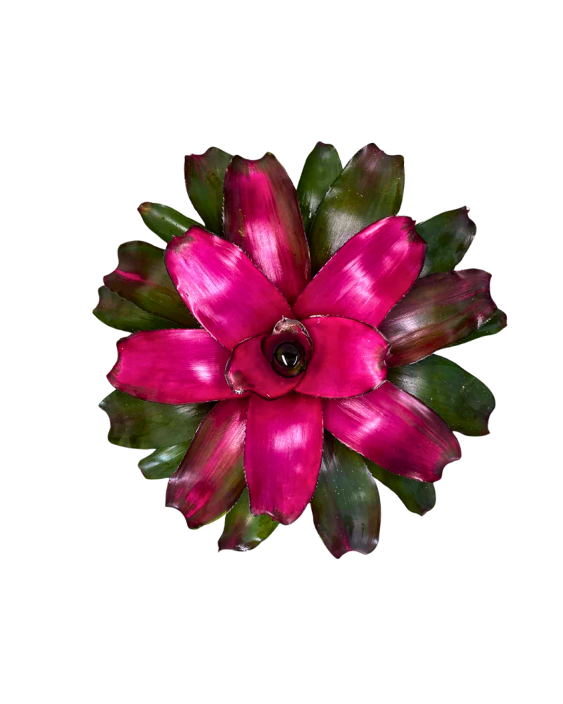 neoregelia-lila-bromeliad