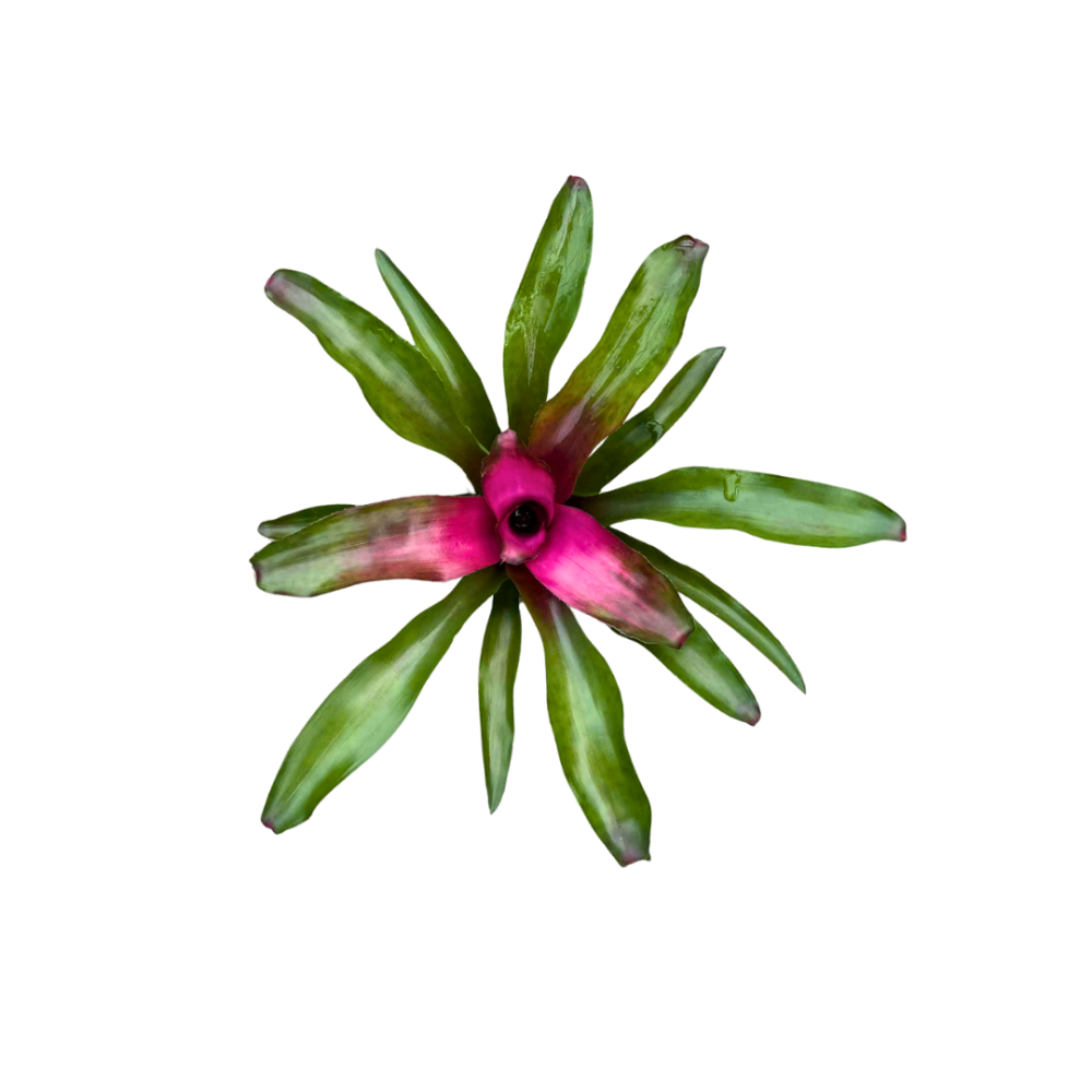 neoregelia-lila-bromeliad