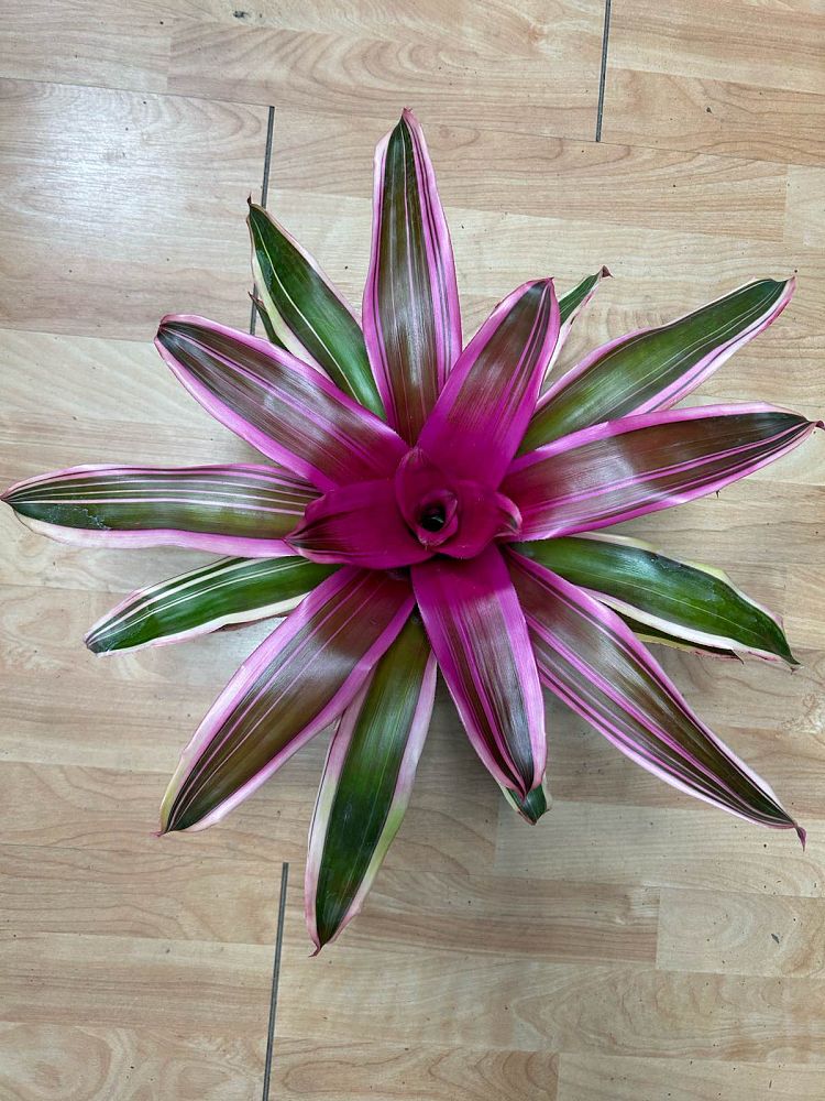 neoregelia-madame-van-durme-bromeliad