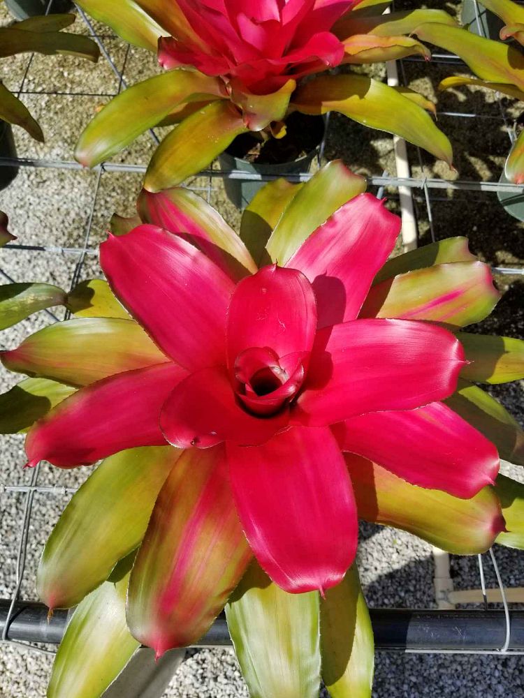neoregelia-magali-bromeliad