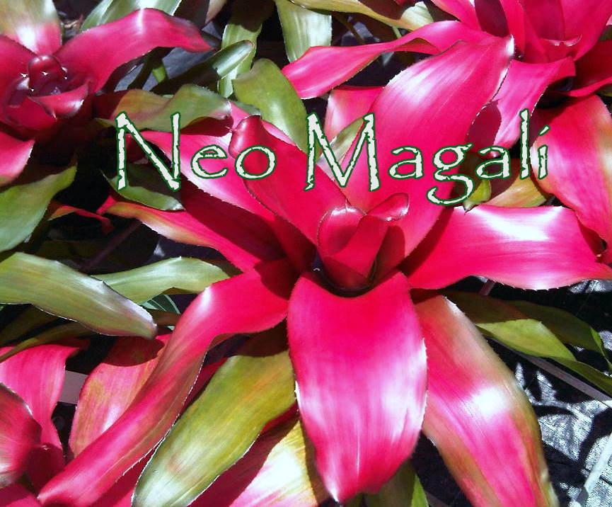 neoregelia-magali-bromeliad