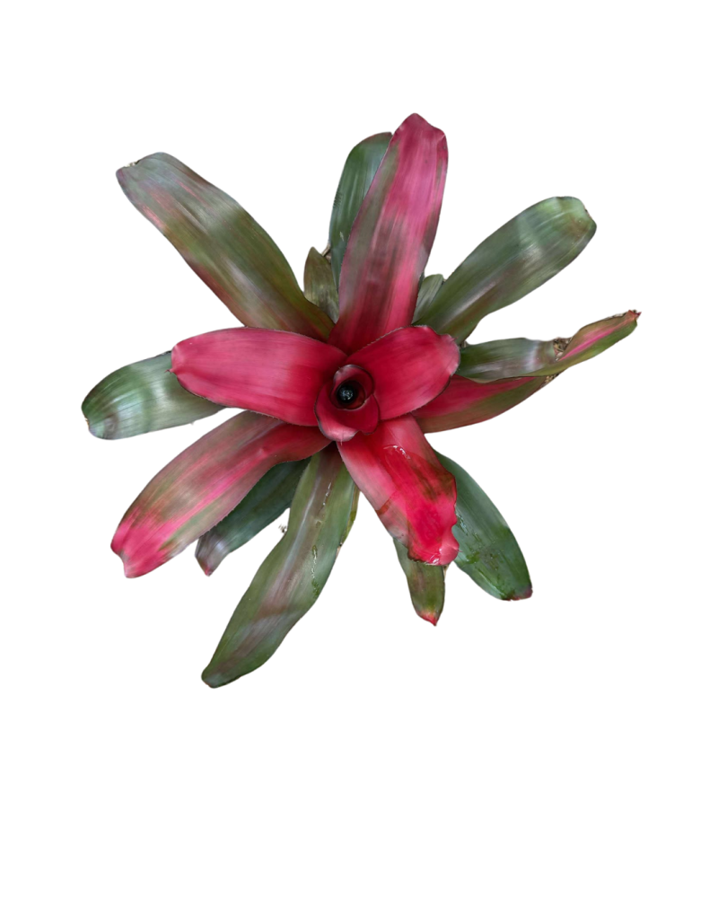neoregelia-magali-bromeliad