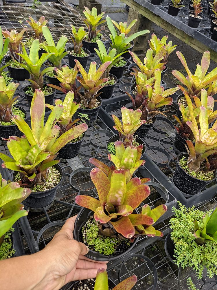 neoregelia-marble-throat-bromeliad