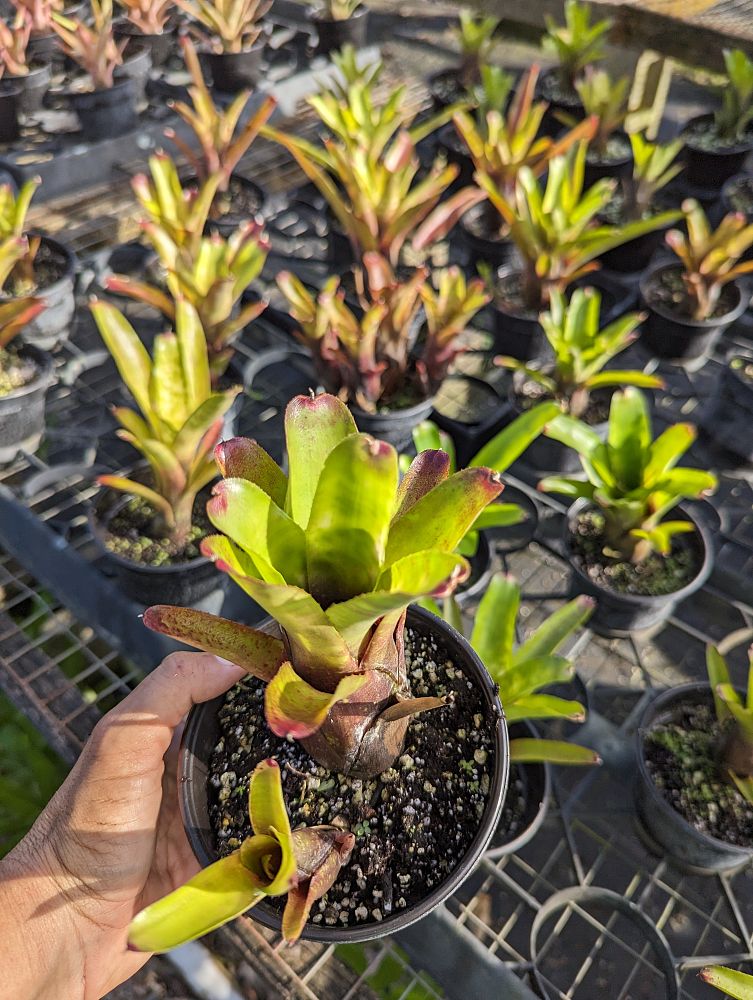 neoregelia-marble-throat-bromeliad