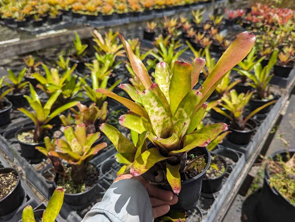 neoregelia-marble-throat-bromeliad