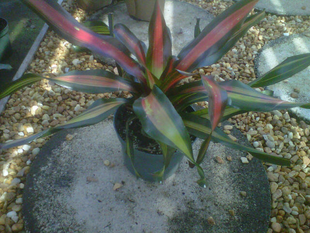 neoregelia-margaret-bromeliad