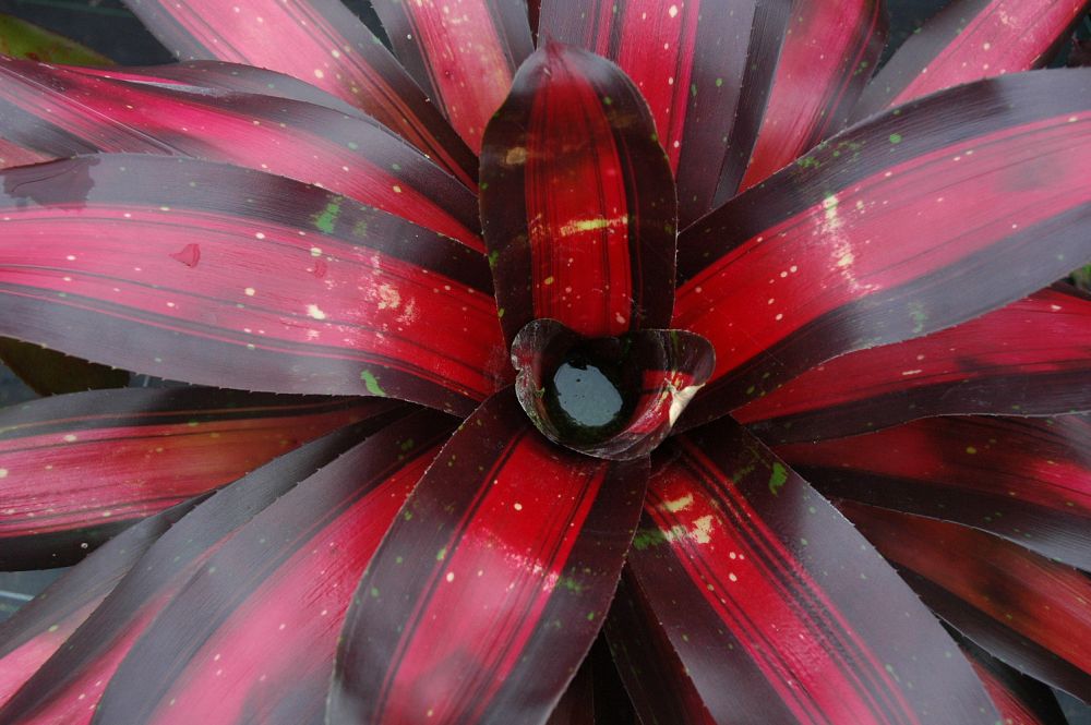 neoregelia-margaret-bromeliad