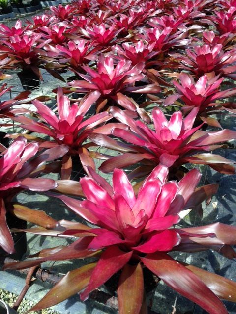 neoregelia-mars-bromeliad