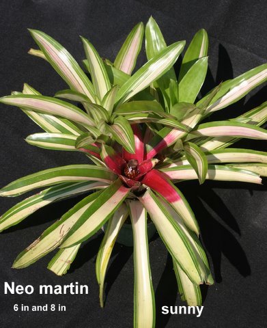neoregelia-martin-bromeliad
